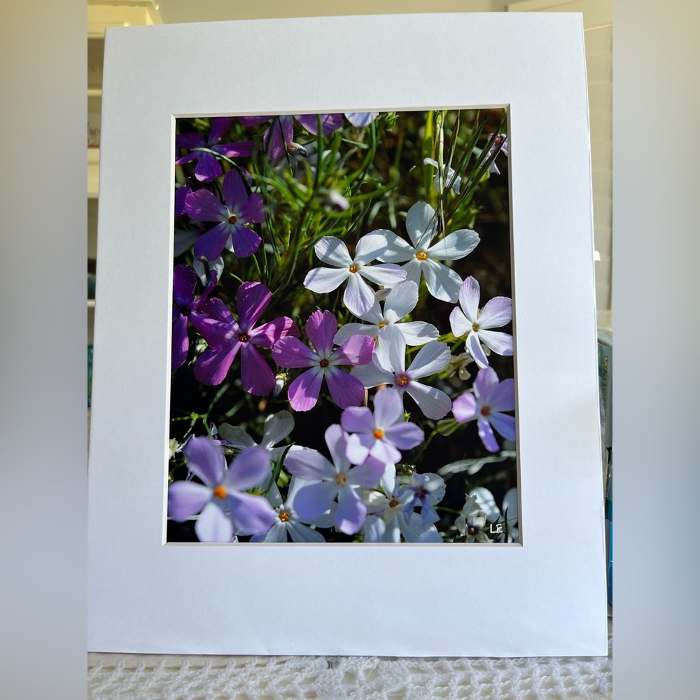NWT Large Signed Matted Phlox Photo by Artist Linda Estes